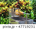 バリ島のブタの丸焼き 47719231