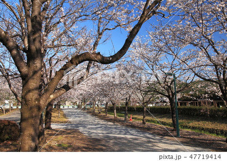 高知鏡野公園の春 47719414