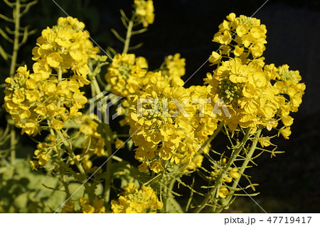 花菜　黄色花 47719417