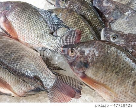 Fresh Fish Chilling on Ice, fish sold in a market. Fresh Fish Chilling on Ice, fish sold in a market. 47719428