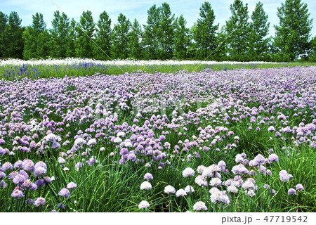 富良野の観光スポット、観光農園のお花畑 47719542