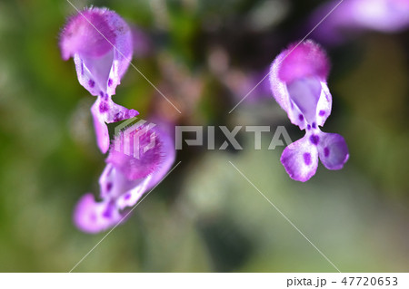 ホトケノザ（仏の座） 47720653