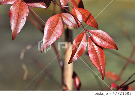 冬に赤くなる南天の葉の写真素材