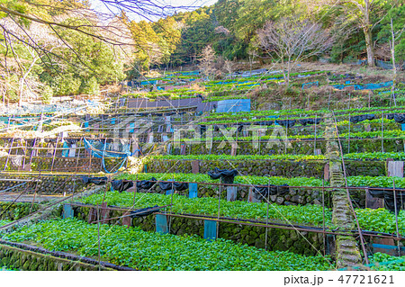 静岡県伊豆市　天城のわさび田 47721621