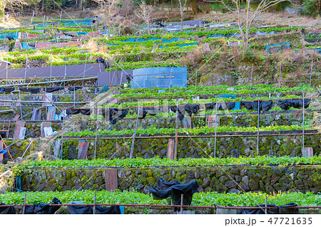 静岡県伊豆市 天城のわさび田 静岡県伊豆市 天城のわさび田 47721635