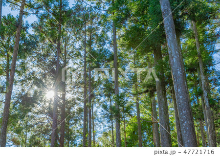 早朝の森林 朝日 青空 早朝の森林 朝日 青空 47721716