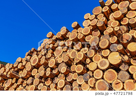 静岡県伊豆市 材木置き場 林業イメージの写真素材
