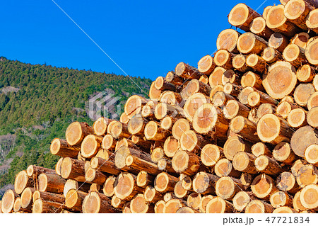 静岡県伊豆市 材木置き場 林業イメージの写真素材