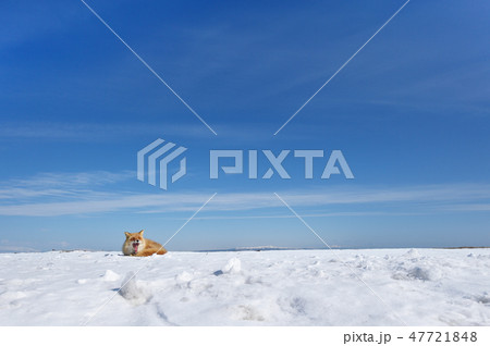 青空とあくびするキタキツネ(北海道) 青空とあくびするキタキツネ(北海道) 47721848