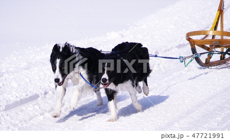 第八回えにわ犬ぞり大会 47721991