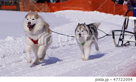 第八回えにわ犬ぞり大会 47722004