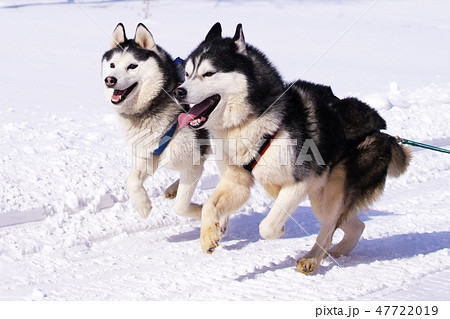 第八回えにわ犬ぞり大会 47722019