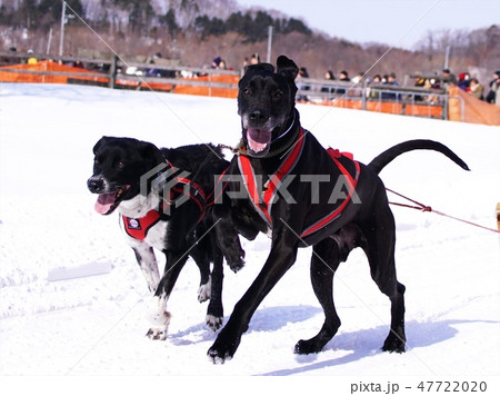 第八回えにわ犬ぞり大会 47722020