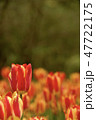 咲く 47722175