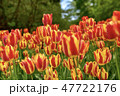 チューリップ 47722176