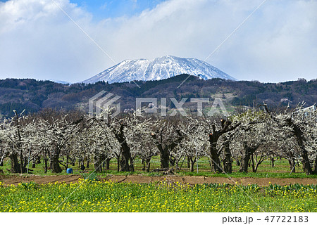 信州の春 47722183