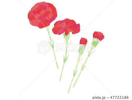 カーネーション 47722186