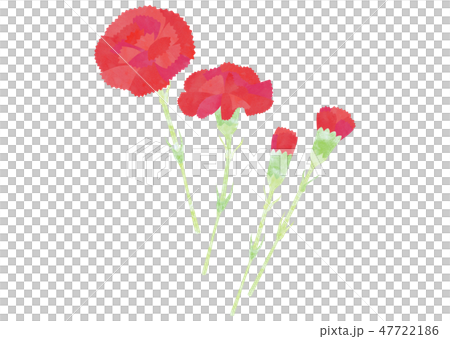 カーネーション 47722186