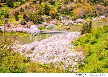 (千葉県)房総佐久間ダム湖畔の桜 (千葉県)房総佐久間ダム湖畔の桜 47722449