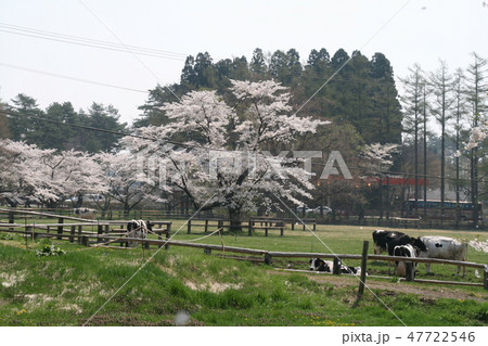 桜満開の小岩井農場 桜満開の小岩井農場 47722546