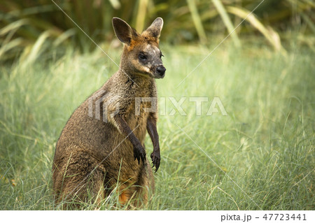 Swamp Wallaby 47723441