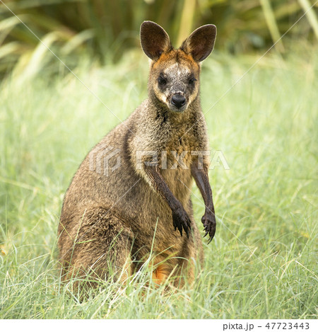 Swamp Wallaby 47723443