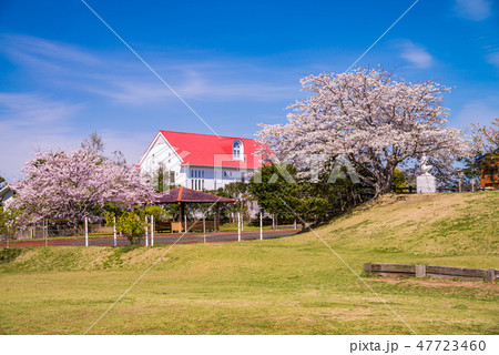 (千葉県鴨川市)桜咲く、魚見塚一戦場公園 (千葉県鴨川市)桜咲く、魚見塚一戦場公園 47723460