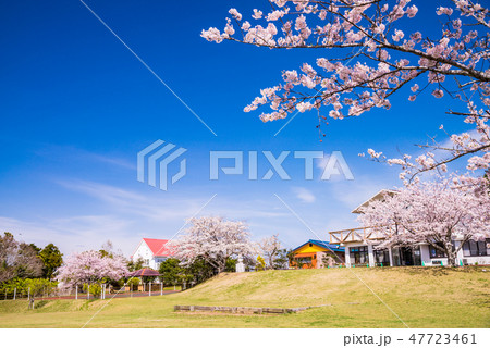(千葉県鴨川市)桜咲く、魚見塚一戦場公園 (千葉県鴨川市)桜咲く、魚見塚一戦場公園 47723461