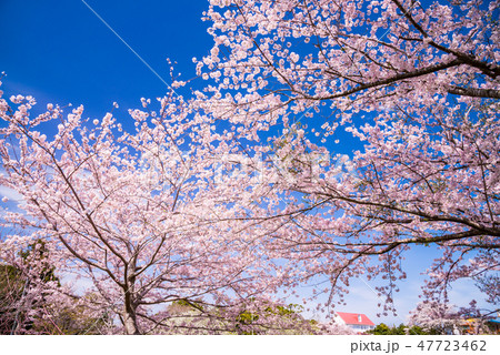 (千葉県鴨川市)桜咲く、魚見塚一戦場公園 (千葉県鴨川市)桜咲く、魚見塚一戦場公園 47723462
