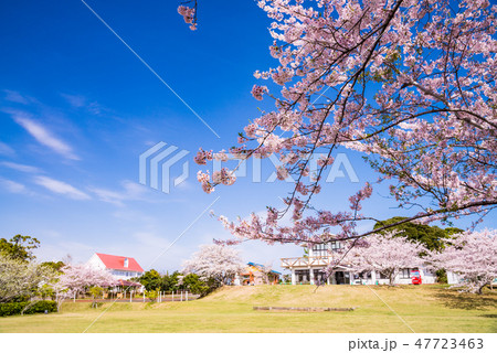 (千葉県鴨川市)桜咲く、魚見塚一戦場公園 (千葉県鴨川市)桜咲く、魚見塚一戦場公園 47723463