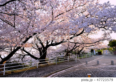 宝塚中山桜台公園の桜満開の写真素材 [47723579] - PIXTA