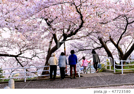 宝塚中山桜台公園の桜満開と大阪平野一望 47723580
