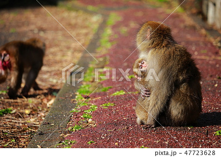 猿 47723628