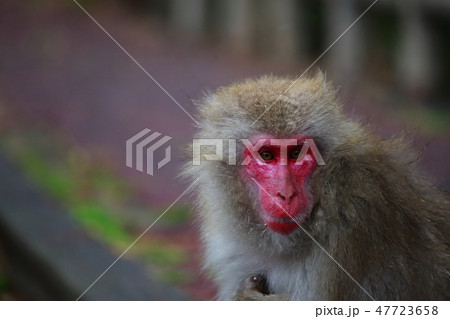 猿 47723658