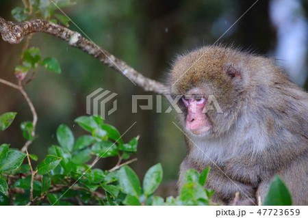 猿 猿 47723659