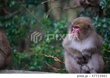 猿 47723662