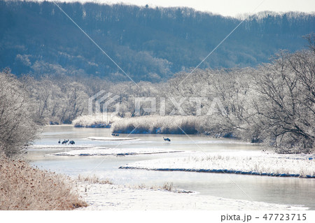 鶴居 北海道 釧路 丹頂鶴 鶴居村 鶴 川 音羽橋 鶴居 北海道 釧路 丹頂鶴 鶴居村 鶴 川 音羽橋 47723715