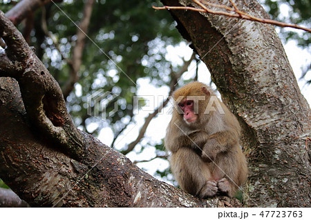 猿 47723763