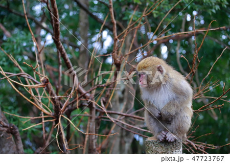猿 猿 47723767