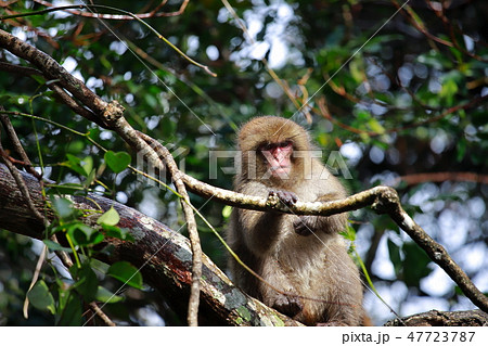 猿 47723787