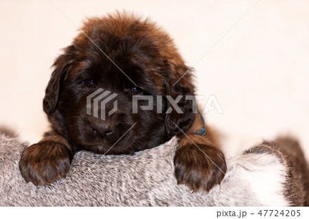 Little leonberger puppy sits at beige background 47724205