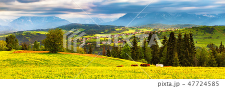 Green dandelion spring meadow on hills Green dandelion spring meadow on hills 47724585