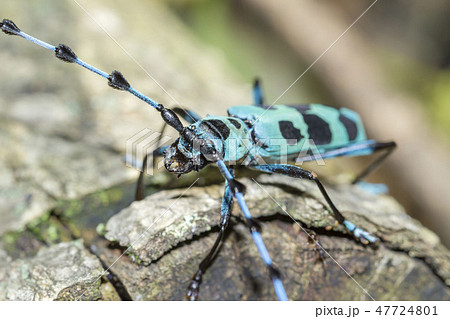 ルリボシカミキリ 47724801