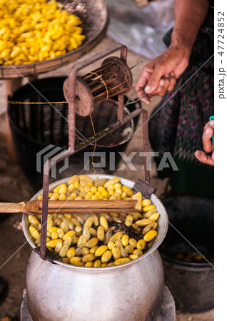 Sericulture Thai silk making in Countryside Sericulture Thai silk making in Countryside 47724852