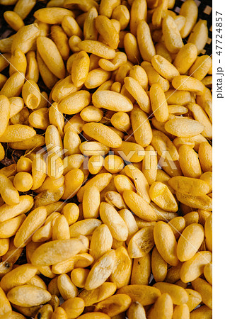 Thai sericulture silkworm cocoons, Thailand 47724857