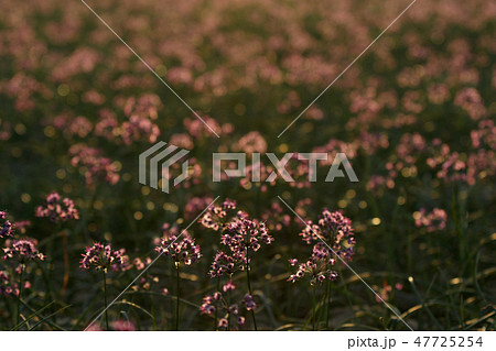 鳥取 四季の散歩 秋 ラッキョウの花 鳥取 四季の散歩 秋 ラッキョウの花 47725254