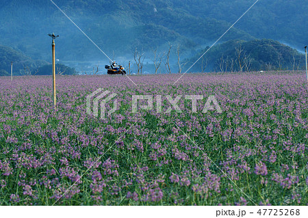 鳥取 四季の散歩 秋 ラッキョウの花の写真素材