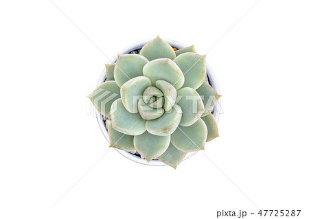 Top view of small cactus isolated on white 47725287
