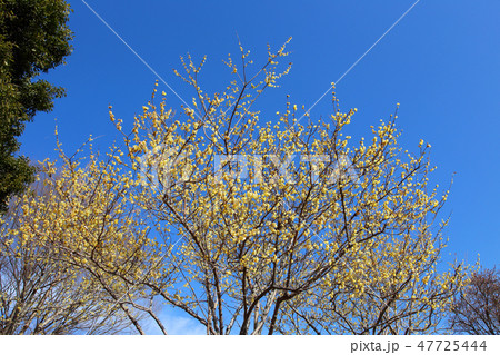 ロウバイ 47725444