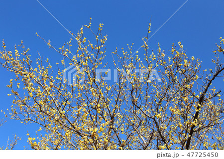 ロウバイ ロウバイ 47725450